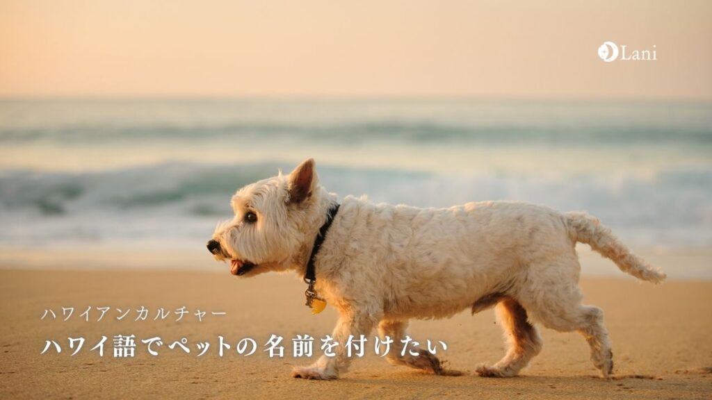 ハワイ語でペットの名前を付けたい！意味など実例付きで紹介
